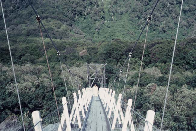 FoxR_bridge_NZ